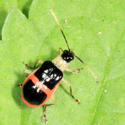 Paratriarius adonis