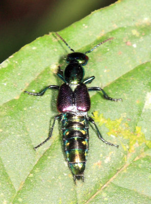 Phanolinus sp.