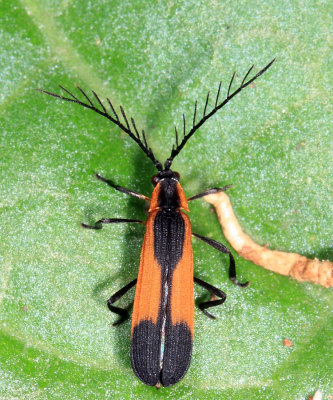 Lycidae