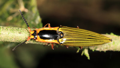 Semiotus sp.