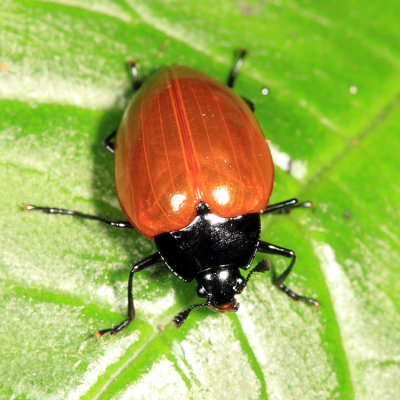 Erotylidae