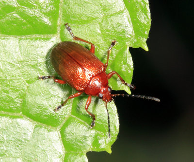 Rhabdopterus sp.
