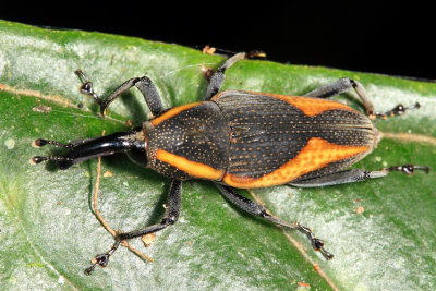Cactophagus amoenus 