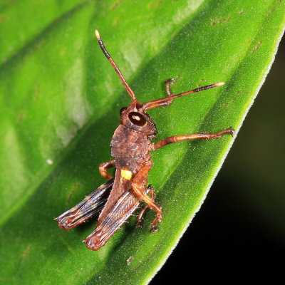 Agriacris magnifica (nymph)