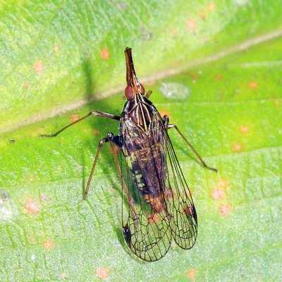 Dictyopharidae