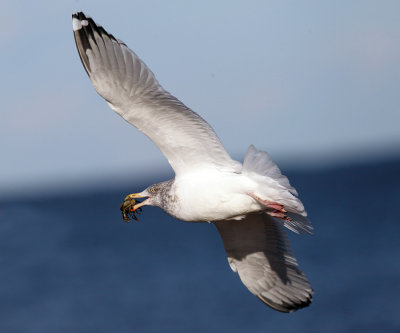 Herring Gull - Larus argentatus (eating a crab)