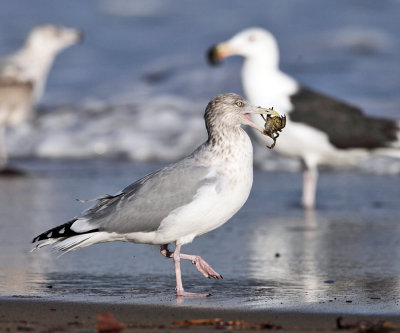 Herring Gull - Larus argentatus (eating a crab)