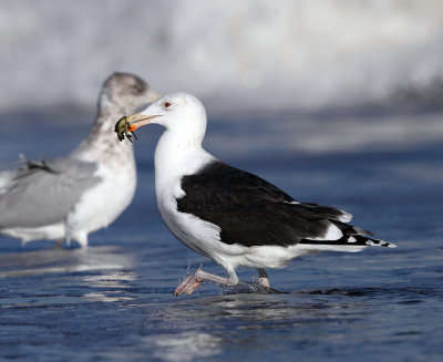 Great Black-backed Gull - Larus marinus (eating a crab) 