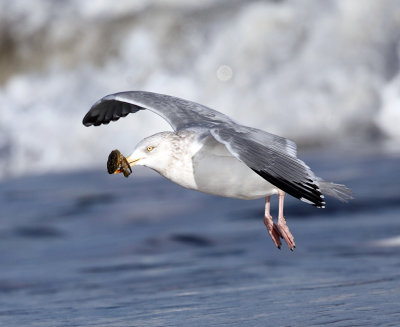 Herring Gull - Larus argentatus (eating a crab)