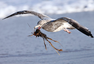 Herring Gull - Larus argentatus (catching a crab tangled in seaweed)