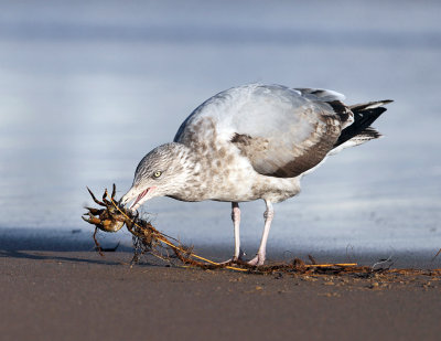 Herring Gull - Larus argentatus (catching a crab tangled in seaweed)