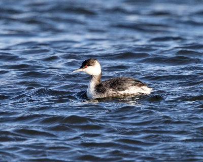 Horned Grebe - Podiceps auritus