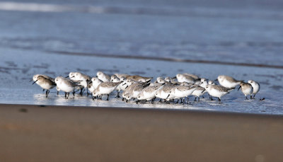 Sanderling and Dunlin feeding at the surf edge