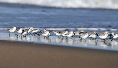 Sanderling and Dunlin feeding at the surf edge