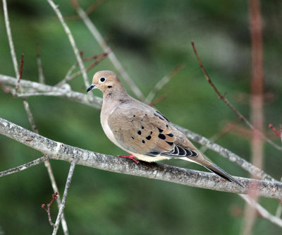 Mourning Dove - Zenaida macroura