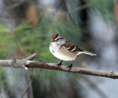 American Tree Sparrow - Spizelloides arborea