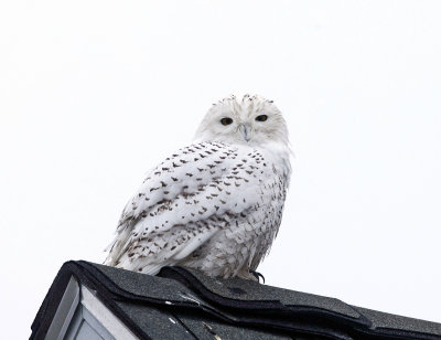 Snowy Owl - Bubo scandiacus