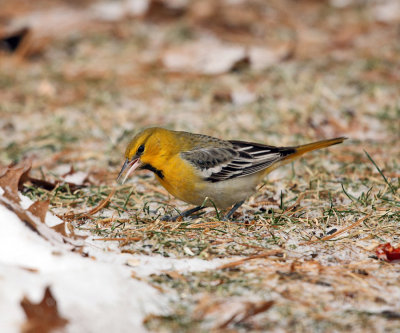 Bullock's Oriole - Icterus bullockii 