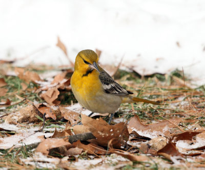 Bullock's Oriole - Icterus bullockii 