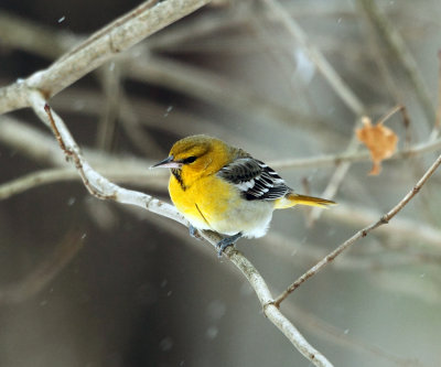 Bullocks Oriole - Icterus bullockii 