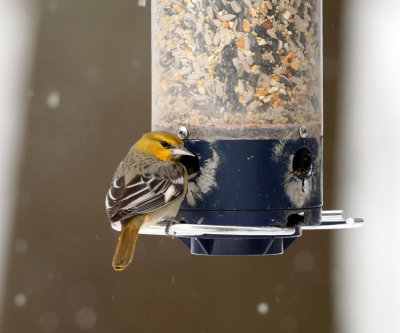 Bullock's Oriole - Icterus bullockii 