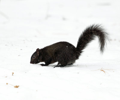 black Eastern Gray Squirrel - Sciurus carolinensis (melanistic)