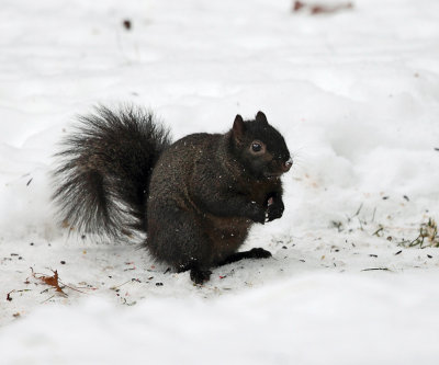 black Eastern Gray Squirrel - Sciurus carolinensis (melanistic)