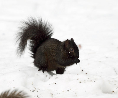 black Eastern Gray Squirrel - Sciurus carolinensis (melanistic)