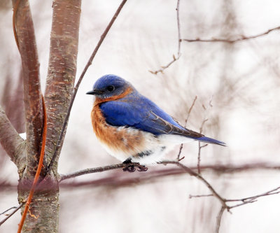 Eastern Bluebird - Sialia sialis