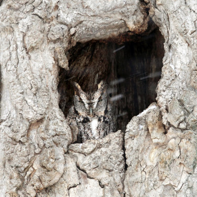 Eastern Screech Owl - Megascops asio 