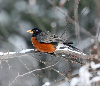 American Robin - Turdus migratorius
