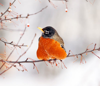 American Robin - Turdus migratorius