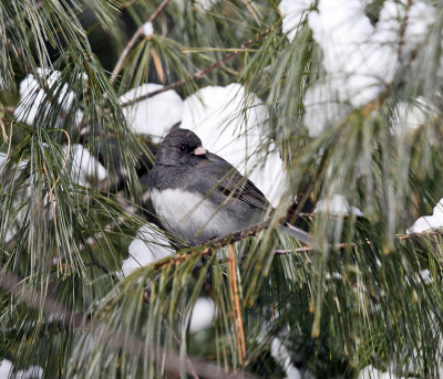 Dark-eyed Junco - Junco hyemalis