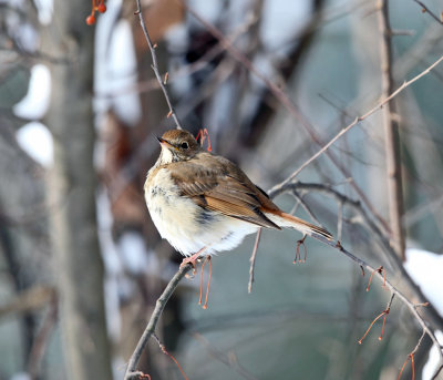 Hermit Thrush - Catharus guttatus