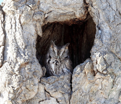 Eastern Screech Owl - Megascops asio