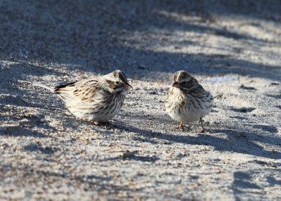 Ipswich Savannah Sparrow - Passerculus sandwichensis