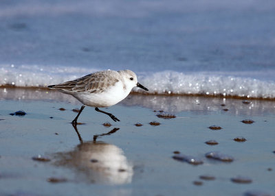 Sanderling - Calidris alba