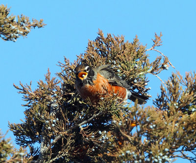 American Robin - Turdus migratorius