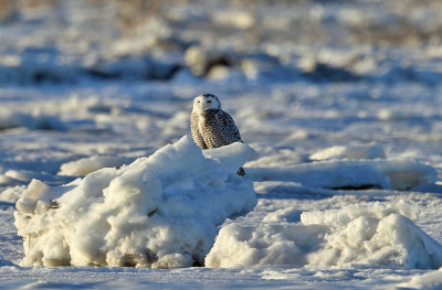 Snowy Owl - Bubo scandiacus