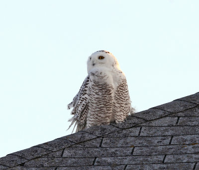 Snowy Owl - Bubo scandiacus