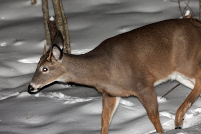 White-tailed Deer - Odocoileus virginianus