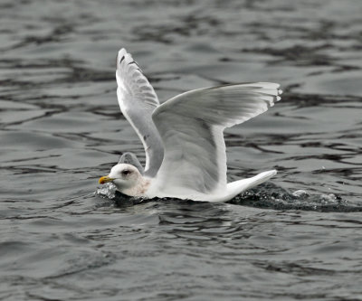 Iceland Gull - Larus glaucoides