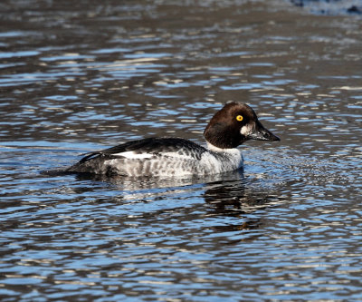 Common Goldeneye - Bucephala clangula (immature male)