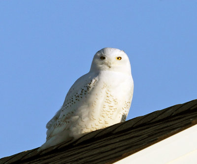 Snowy Owl - Bubo scandiacus