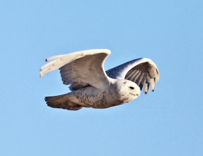 Snowy Owl - Bubo scandiacus