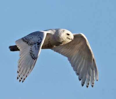 Snowy Owl - Bubo scandiacus