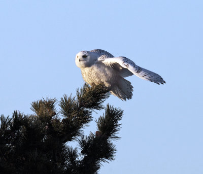 Snowy Owl - Bubo scandiacus