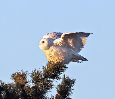 Snowy Owl - Bubo scandiacus