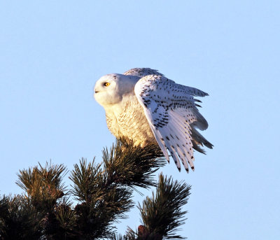 Snowy Owl - Bubo scandiacus