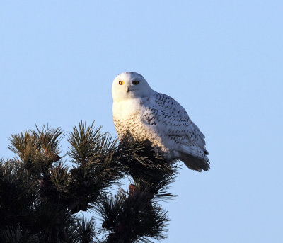 Snowy Owl - Bubo scandiacus